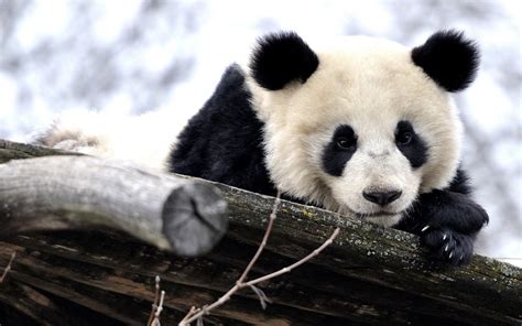 Panda Porn HD Videos .